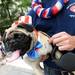 Ringo, a Chinese pug up for adoption, sticks his tongue out as he is carried through the parade route by a volunteer with the Michigan Pug Rescue in Farmington during the 23rd Annual Ann Arbor Jaycees Fourth of July Parade on Thursday, July 4, 2013 on South State Street in downtown Ann Arbor. Melanie Maxwell | AnnArbor.com